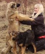 приют для собак в Москве