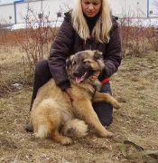 собака в хорошие руки в Москве